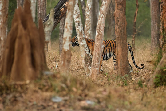 Bengal tiger camouflaged among forest trees — stealth predator in dry woodland. Ideal for: wildlife conservation, eco-tourism, education, predator behavior features.