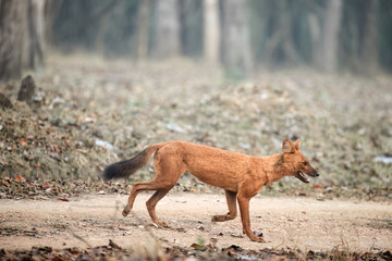 Wild dhole,Cuon alpinus, walking on a forest path in Nagarhole National Park, Kabini, India, showcasing the elusive beauty of Indian wildlife.