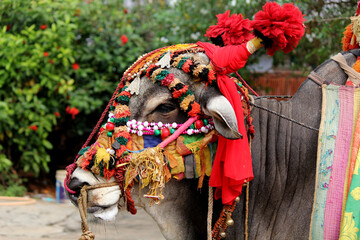 Obraz premium Happy Pongal religious traditional festival of south Indian cow with traditional decoration