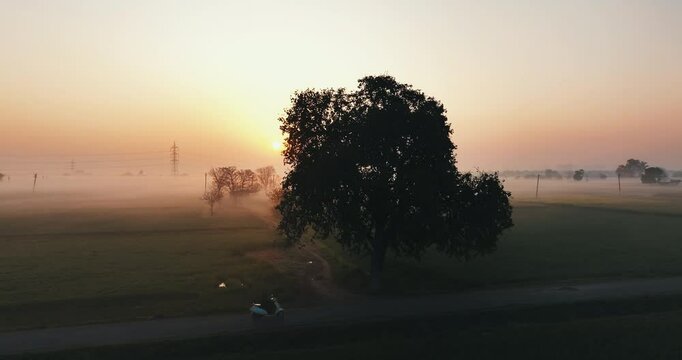 Silhouette of a tree with the sunrise creating a backlight in the misty morning, as a scooter passes on a narrow countryside road.