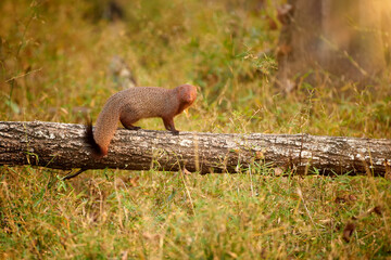 Indian gray mongoose, Herpestes edwardsii, running on a fallen tree in Nagarhole National Park, India. Captured in natural habitat with lush greenery and golden light.