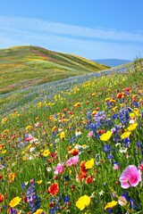 Fototapeta premium A field of flowers with a blue sky in the background. The flowers are in various colors and the field is very lush