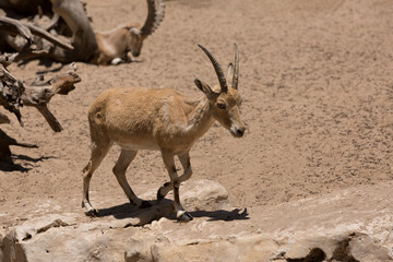 Wild animals living in harsh arid climates