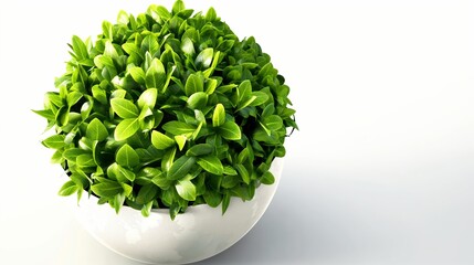 Fototapeta premium A potted plant with green leaves sits in a white bowl. Concept of freshness and natural beauty