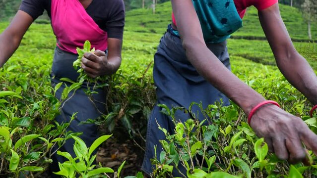 On picturesque plantations Sri Lanka hardworking women harvest tea. Hands carefully pluck tender leaves filling baskets with tea plantations Painstaking work ensures excellent harvest from plantations