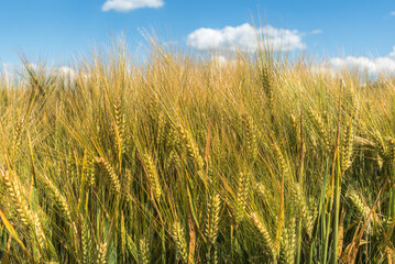 Naklejka premium Barley field (Hordeum vulgare) in summer, close-up, Canton of Thurgau, Switzerland