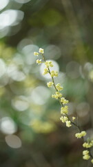 The fresh flowers blooming in the garden in spring