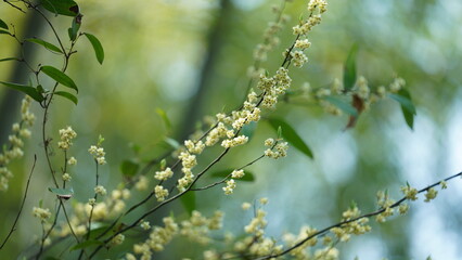The fresh flowers blooming in the garden in spring