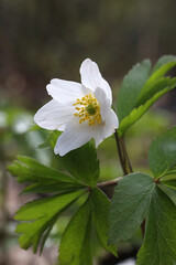Anemone nemorosa, known as wood anemone, wild spring flower from Finland