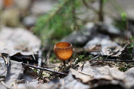 Anemone cup, Dumontinia tuberosa, also called Sclerotinia tuberosa, cup fungus growing parasitic on wood anemone in Finland