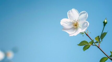 Pink and white dog rose flower on branch against blue sky