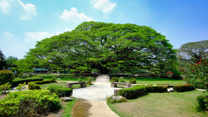 A large tree is in the middle of a park with a path leading to it