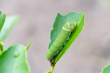 The soft green Papilio demoleus or lime butterfly caterpillar clings to the lime leaves, its food source.