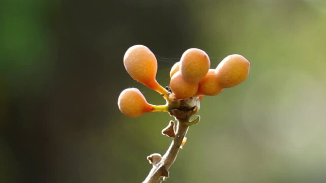 Uvaria rufa (susung kalabaw, Carabao teats, Torres Strait scrambler, triəl sva). The fruits of Uvaria rufa are edible, having a sharp sweet-sour taste