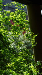 The fresh flowers blooming in the garden in spring