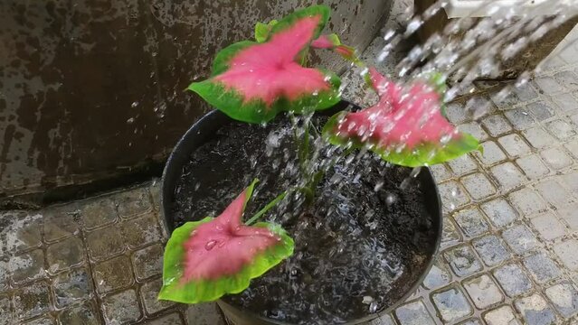 watering fresh pink leaves with green edges or caladium bicolor (araceae) with a heart-shaped pattern of this plant there are many types.