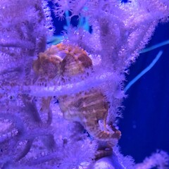 Seahorse cuddling seaweed