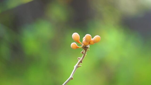 Uvaria rufa (susung kalabaw, Carabao teats, Torres Strait scrambler, triəl sva). The fruits of Uvaria rufa are edible, having a sharp sweet-sour taste