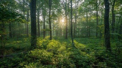 Obraz premium Morning sunlight through forest trees