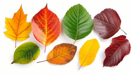 Fototapeta premium A row of colorful leaves are arranged in a line. The leaves are of different colors, including green, yellow, and red. Concept of natural beauty and the changing of seasons