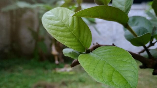 Close up, guava leaves swaying in the wind with blurry background.