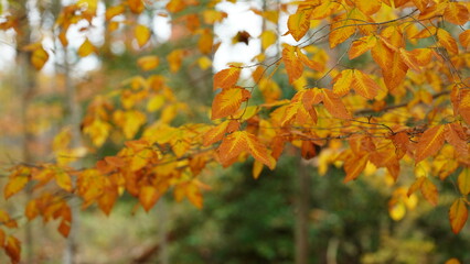 The colorful forest view in the natural park in autumn