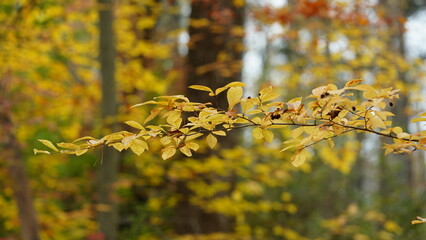 The colorful forest view in the natural park in autumn
