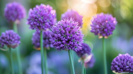 Obraz premium Purple blooms in a garden