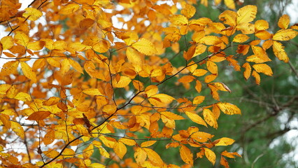 The colorful forest view in the natural park in autumn