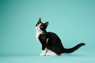  Black and white kitten, Cyan studio background. A playful cat looking upward with curiosity against a cyan studio 