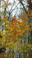 The colorful forest view in the natural park in autumn