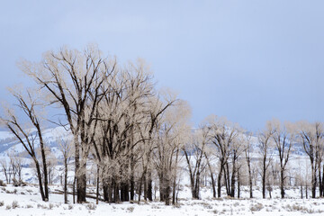Forest of Cottonwood trees in snow, Teton National Forest, Wyoming, United states of America.