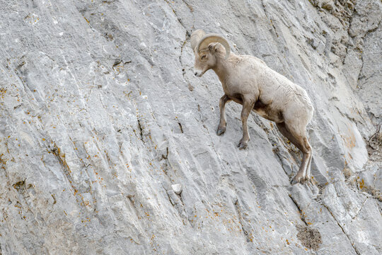 Bighorn sheep (Ovis canadensis) walking on steep cliff, Yellowstone National Park, Wyoming, United States.