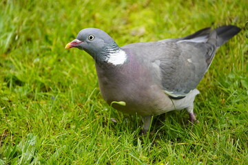 Close up of Common Wood Pigeon (Columba palumbus) family Columbidae. Hanover, Germany.

