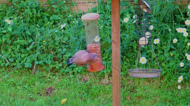 Jay flapping his wings as he flies off from a peanut feeder in a garden.