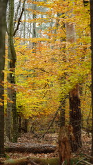 The colorful forest view in the natural park in autumn