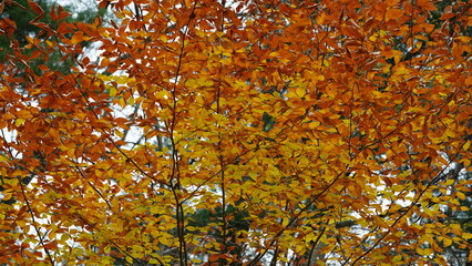 The colorful forest view in the natural park in autumn