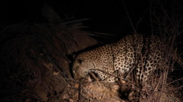 Rare footage battle fight between leopard and honey badger at night at a burrow hole