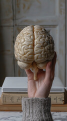 Human brain anatomical specimen held inside hand of person with white skin, medical sciene