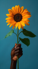 Sunflower being held by a person as a gift for Valentine's Day, hand with dark skin, flower against blue background, LGBTQ inclusivity concept