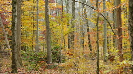 The colorful forest view in the natural park in autumn