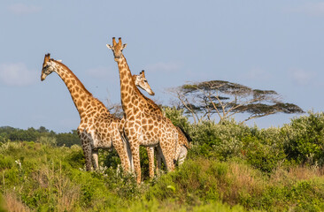 Group of African giraffe walks in iSimangaliso Wetland Park with savannah landscape. South Africa game drive safari.