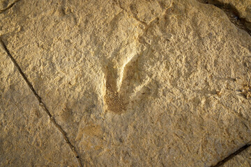Close-up of a Fossil track or Ichnite, tridactyl footprint fossilised on the rock