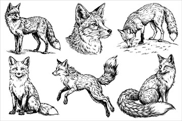 Sketch set of fox on white background