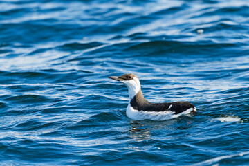 ウミガラス冬羽