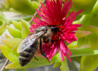 Busy bee, bee collecting honey from the flower. Garden. Ecosystem concept. Bee close up. Wildlife.