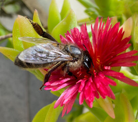Busy bee, bee collecting honey from the flower. Garden. Ecosystem concept. Bee close up. Wildlife.