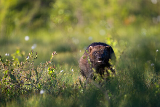 A running Wolverine in the swamp of Finnish taiga