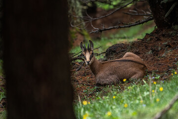 Alpine chamois or wild mountain goat (Rupicapra rupicapra) resting in a pine forest among yellow flowers, Alps, Italy.