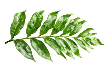 Obraz premium Long Leaf. Green Leaves Isolated on White Background in Abstract Plant Concept